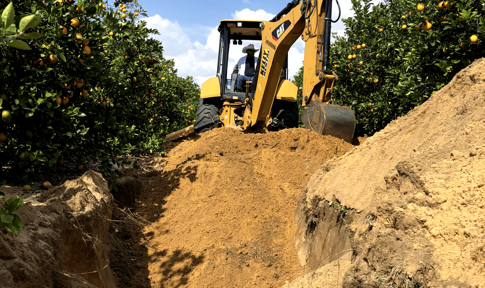 Yellow excavator digging in an orange grove with trees and oranges in the background.